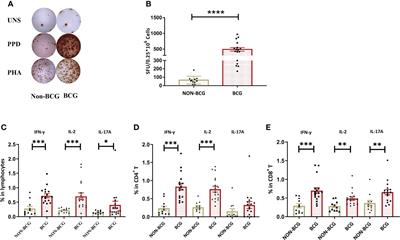 Peripheral tuberculin purified protein derivative specific T cell immunoreactivity dynamics in non-muscle invasive bladder cancer patients receiving bacillus Calmette-Guerin instillation treatment